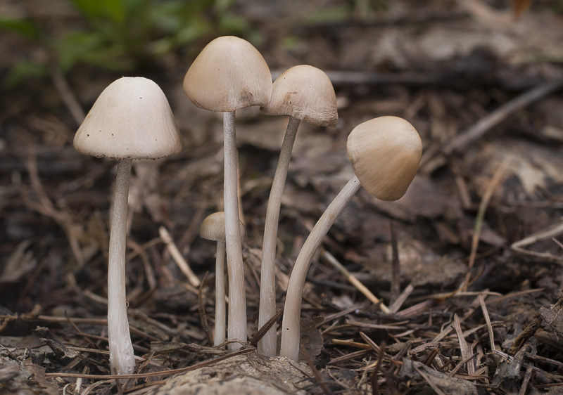 Psathyrella pseudogracilis